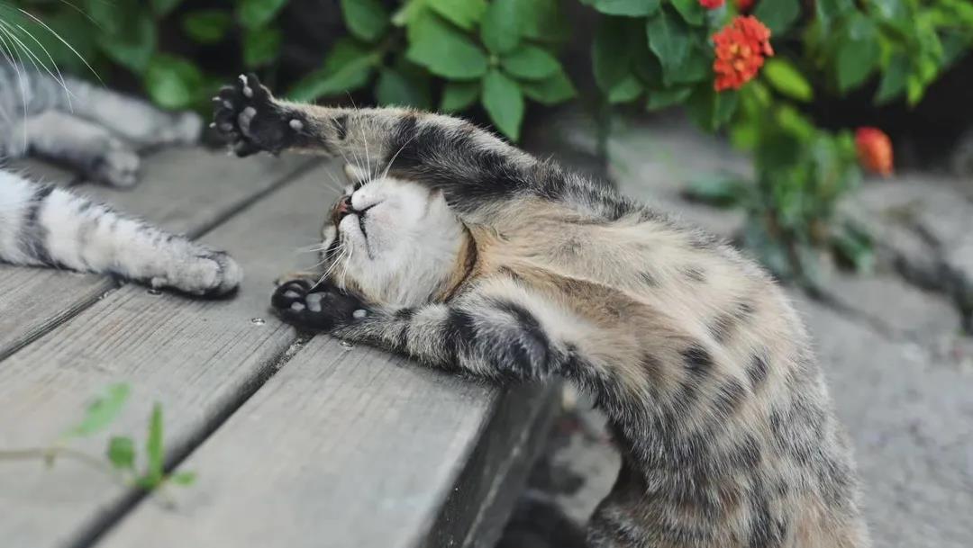 牛牛